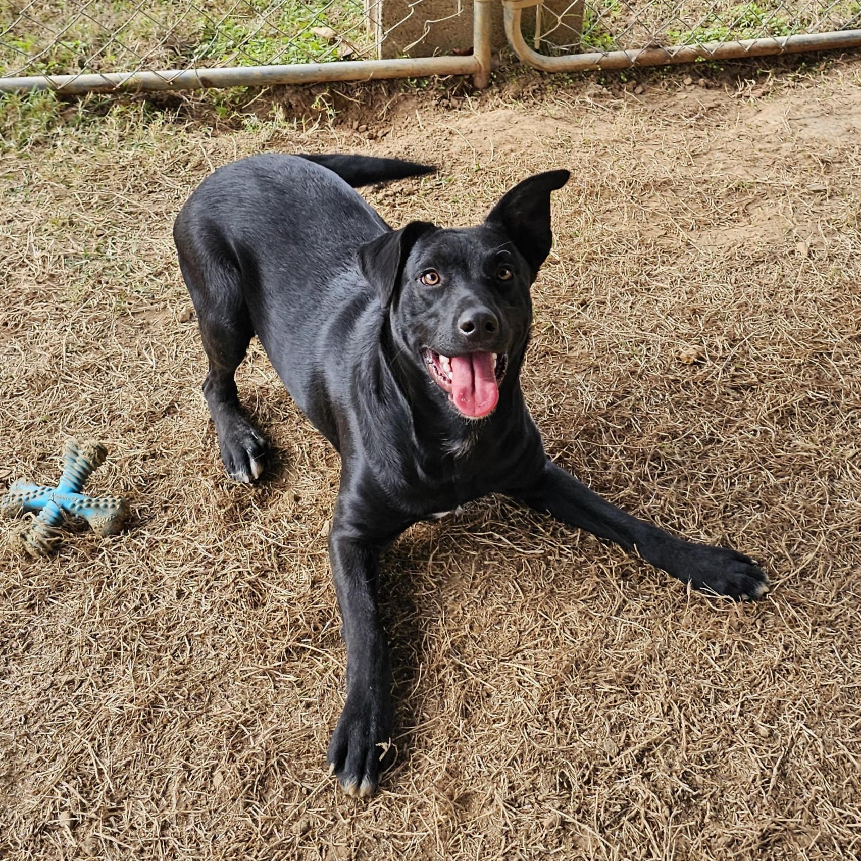 Enlarge Gunner, a Adoptable mixed breed in Searcy, AR image 1/6