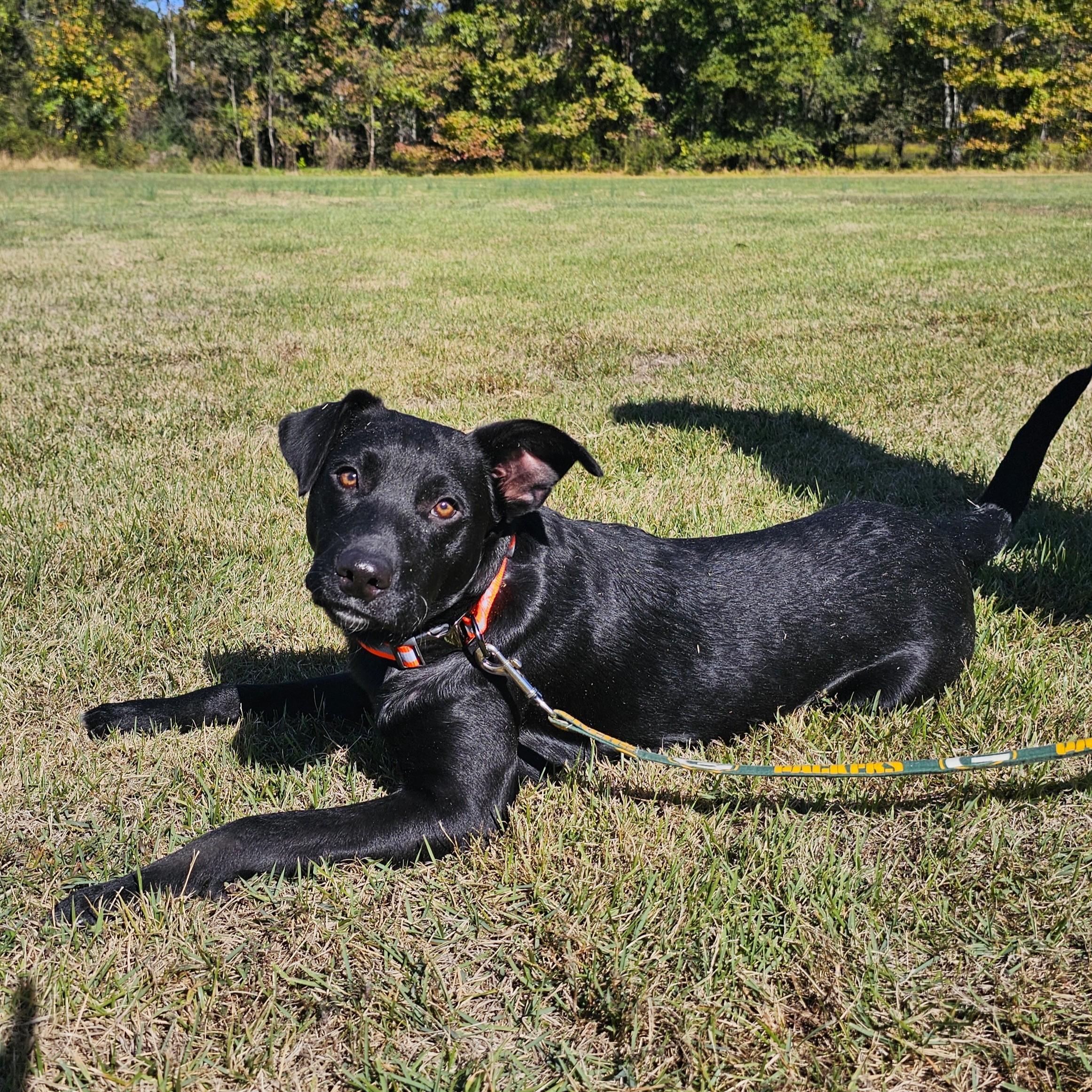 Enlarge Gunner, a Adoptable mixed breed in Searcy, AR image 6/6