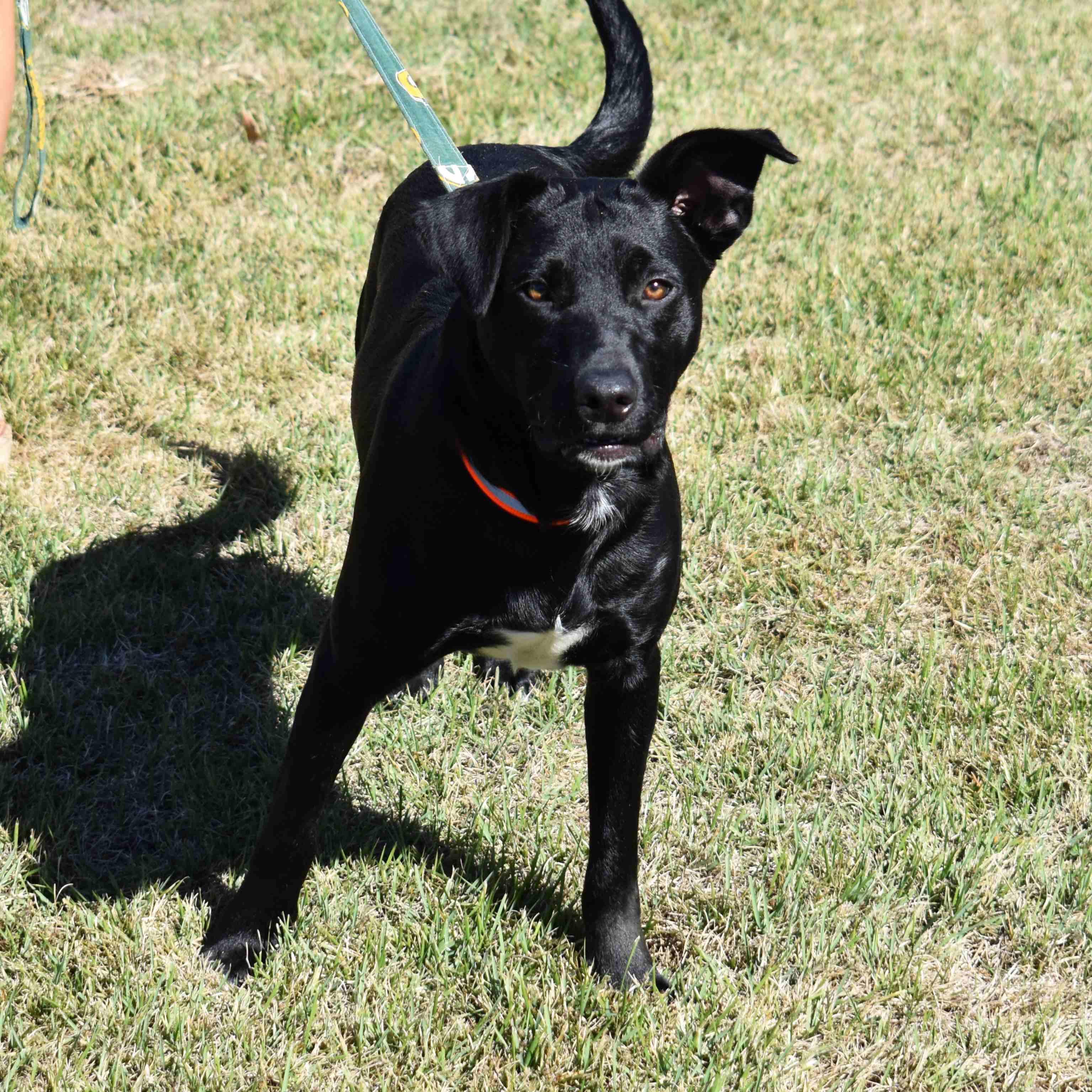 Gunner, a Adoptable mixed breed in Searcy, AR image 5/6