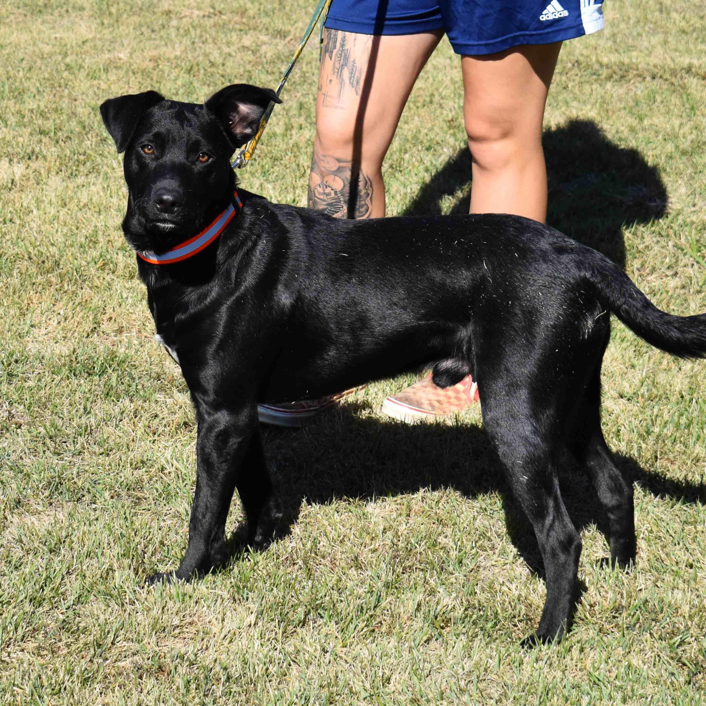 Gunner, a Adoptable mixed breed in Searcy, AR image 3/6