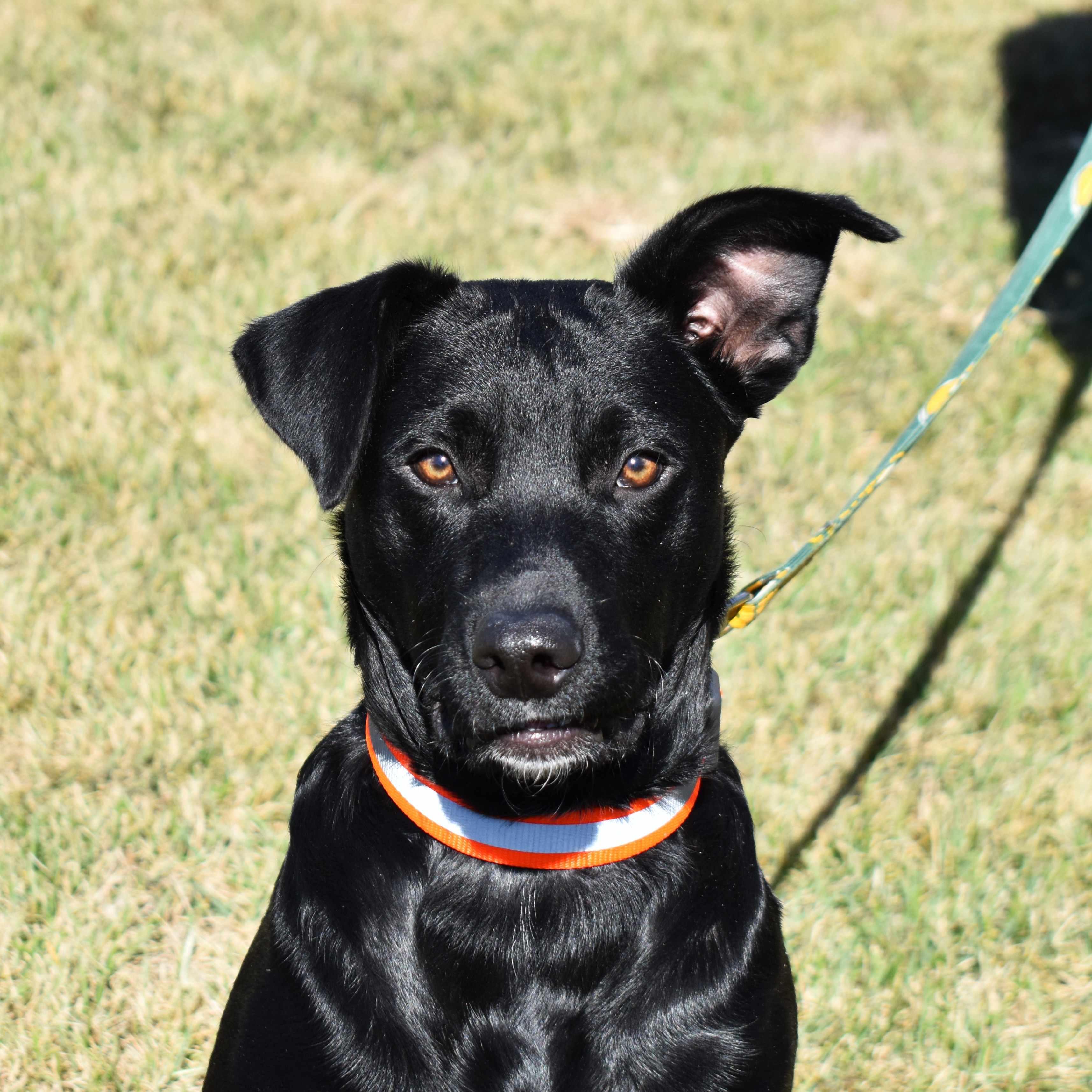 Gunner, a Adoptable mixed breed in Searcy, AR image 1/6