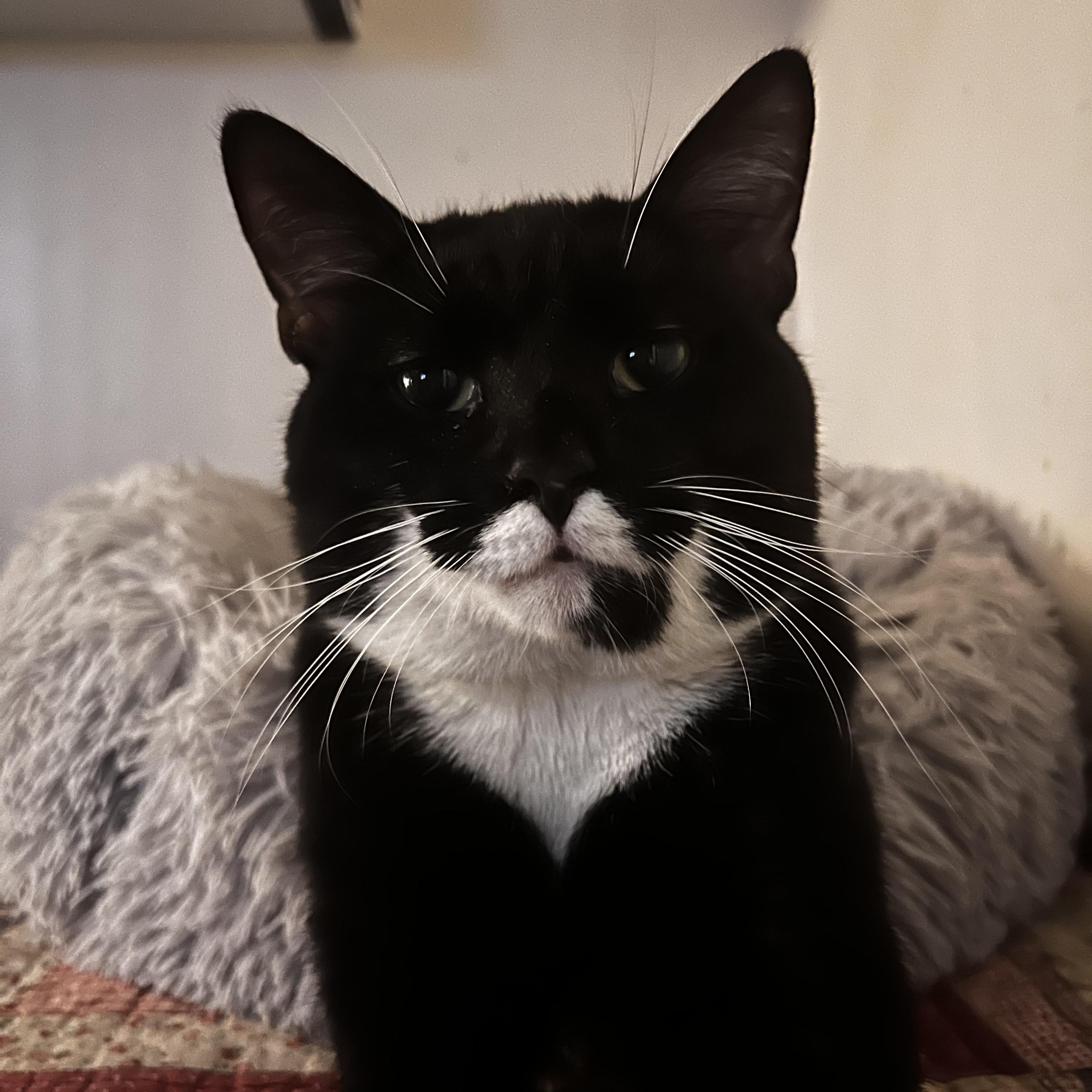 Squishmallow, Adoptable, Adult Male Domestic Short Hair.