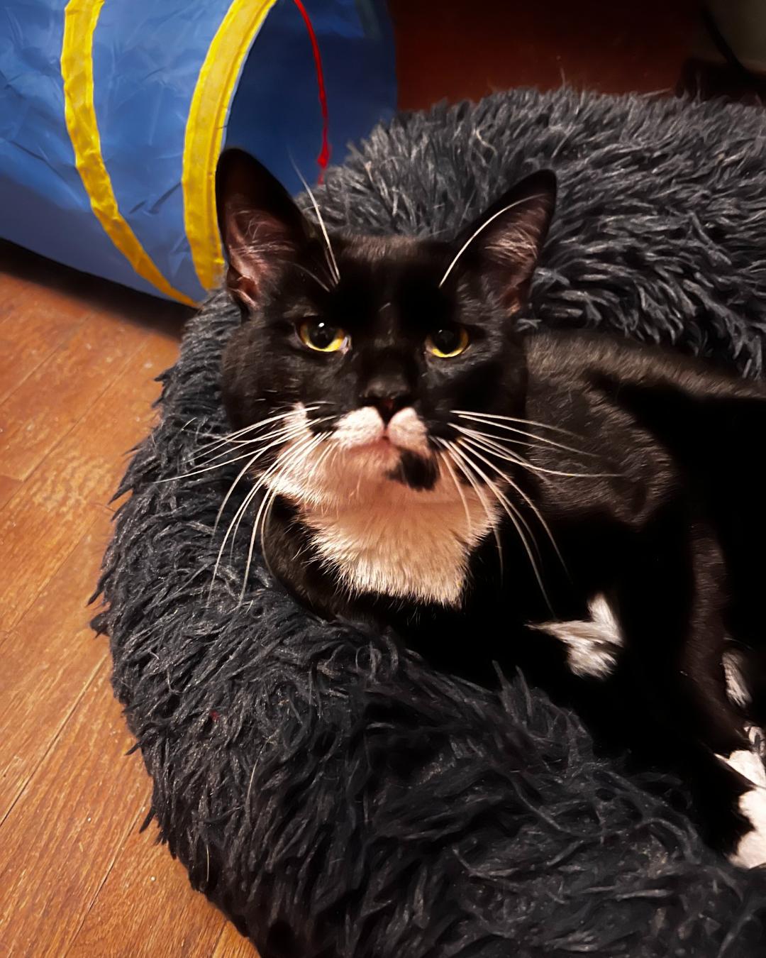 Enlarge Squishmallow, a Adoptable Domestic Short Hair in Racine, WI image 2/2