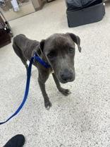 Angel Fish 58930786 Pit Bull Terrier Dog