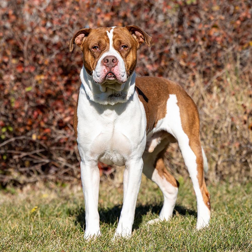 Brownie, Adoptable, Adult Male Pit Bull Terrier.