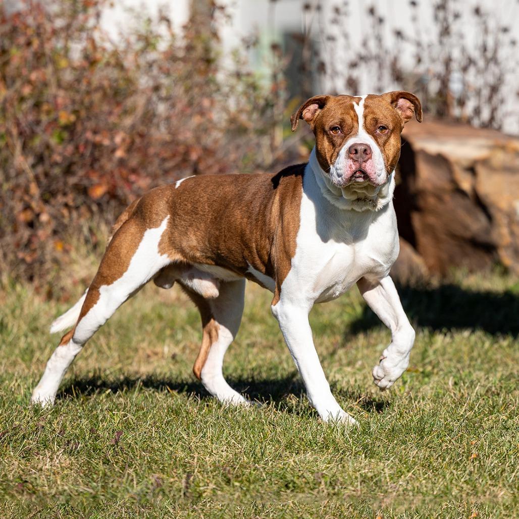 Enlarge Brownie, a Adoptable mixed breed in Council Bluffs, IA image 3/3