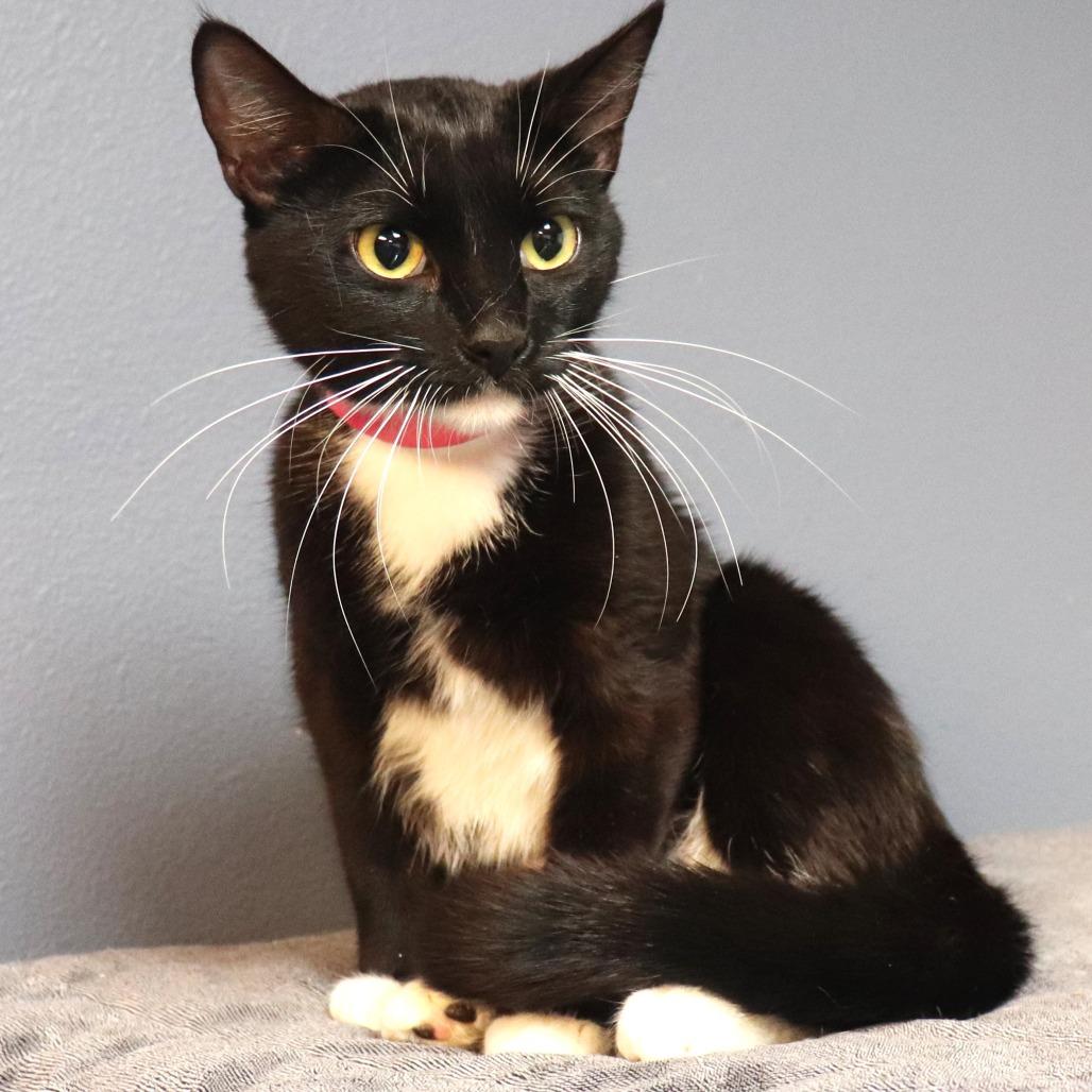 Samara — thumbnail 2