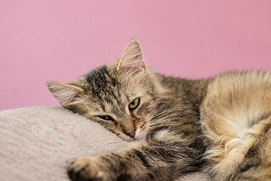 Peanut Butter, a Adoptable mixed breed in Liverpool, NY image 2/4