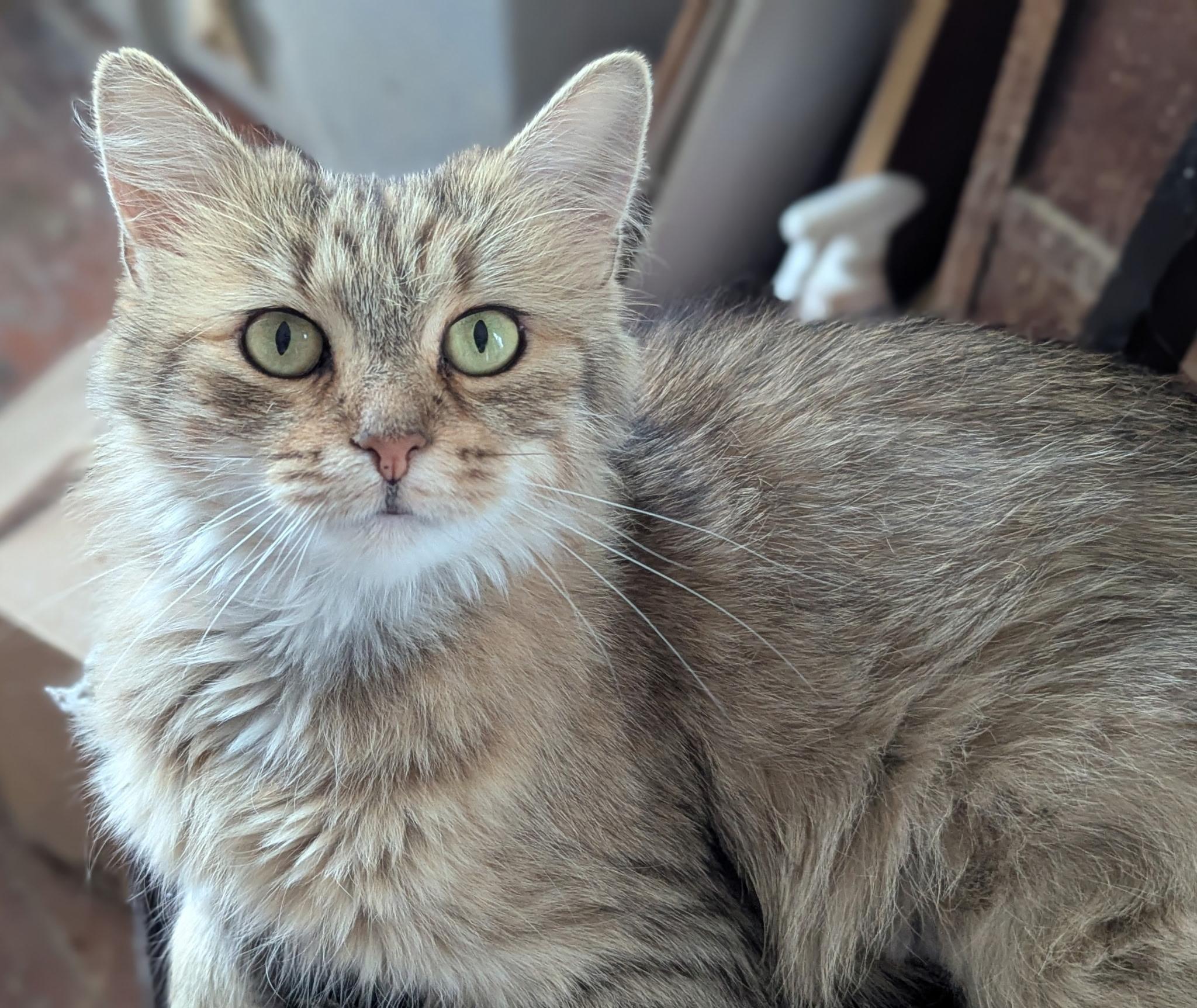 Peanut Butter, a Adoptable mixed breed in Liverpool, NY image 3/4