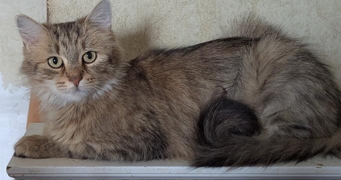 Peanut Butter, a Adoptable mixed breed in Liverpool, NY image 4/4