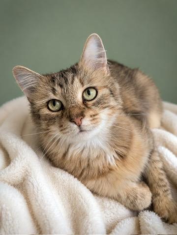 Peanut Butter, Adoptable, Adult Female Domestic Medium Hair & Tabby.