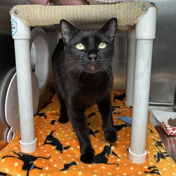 Enlarge Peggy, a Adoptable Domestic Short Hair in Long Beach, CA image 1/6