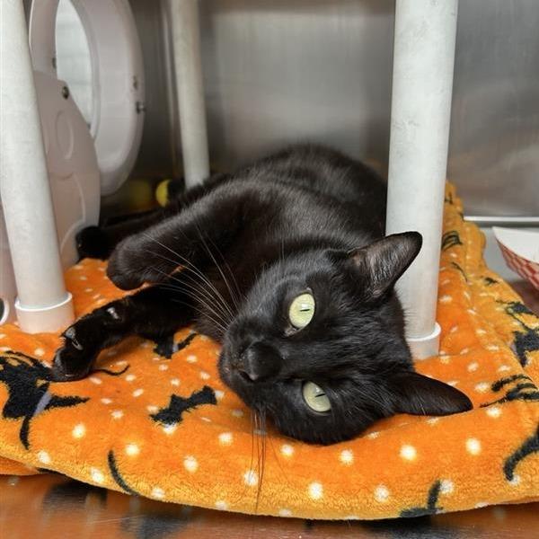 Enlarge Peggy, a Adoptable Domestic Short Hair in Long Beach, CA image 2/6