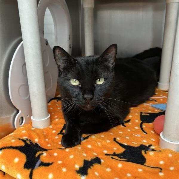 Enlarge Peggy, a Adoptable Domestic Short Hair in Long Beach, CA image 3/6