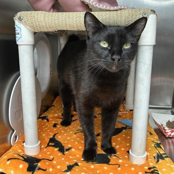 Enlarge Peggy, a Adoptable Domestic Short Hair in Long Beach, CA image 4/6