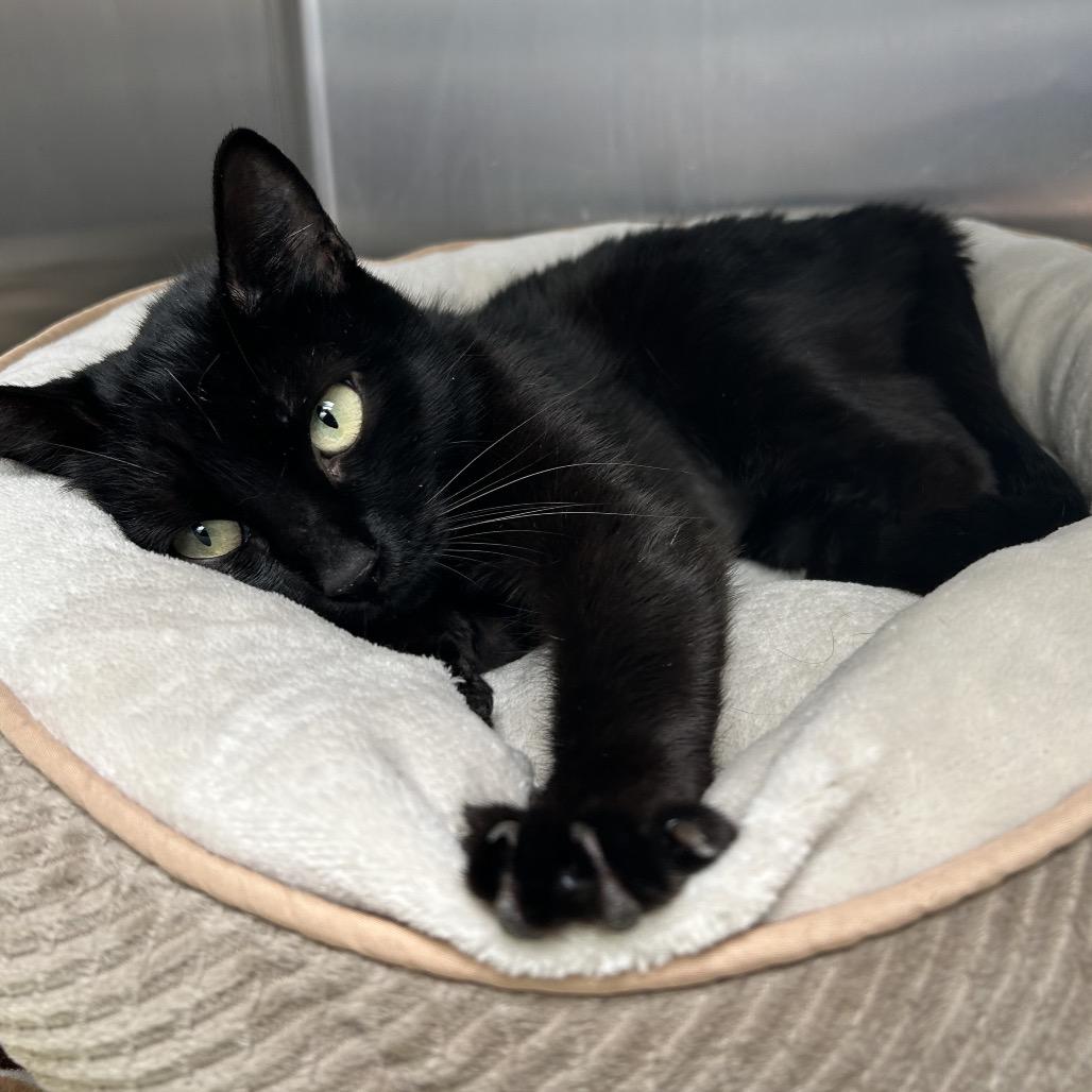 Enlarge Peggy, a Adoptable Domestic Short Hair in Long Beach, CA image 5/6