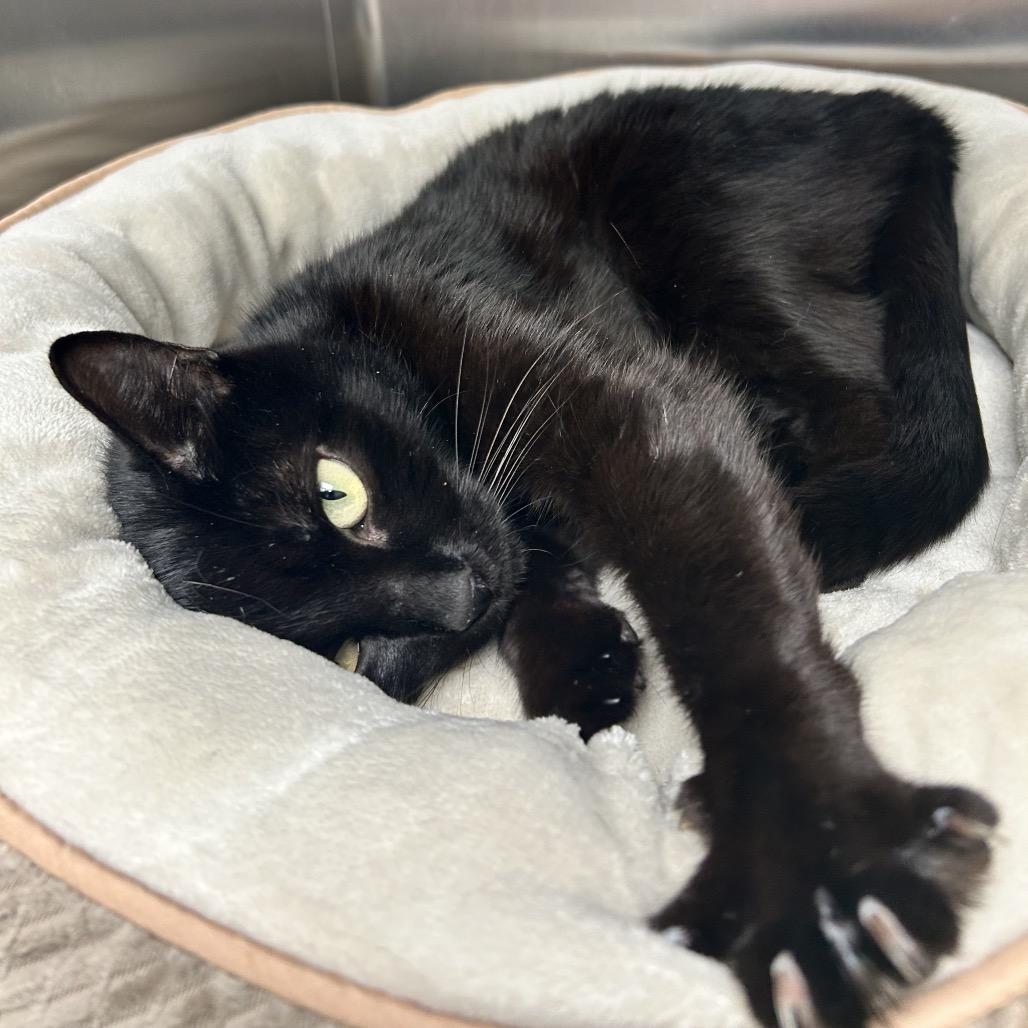 Enlarge Peggy, a Adoptable Domestic Short Hair in Long Beach, CA image 6/6