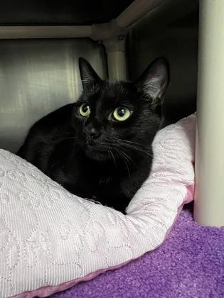 Enlarge Turtle, a Adoptable mixed breed in Norfolk, VA image 1/3