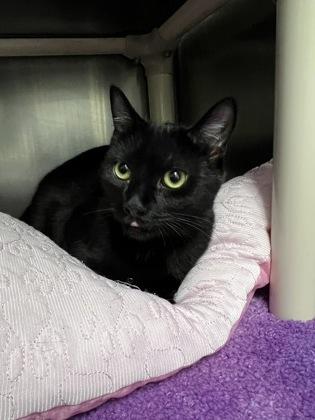 Enlarge Turtle, a Adoptable mixed breed in Norfolk, VA image 3/3