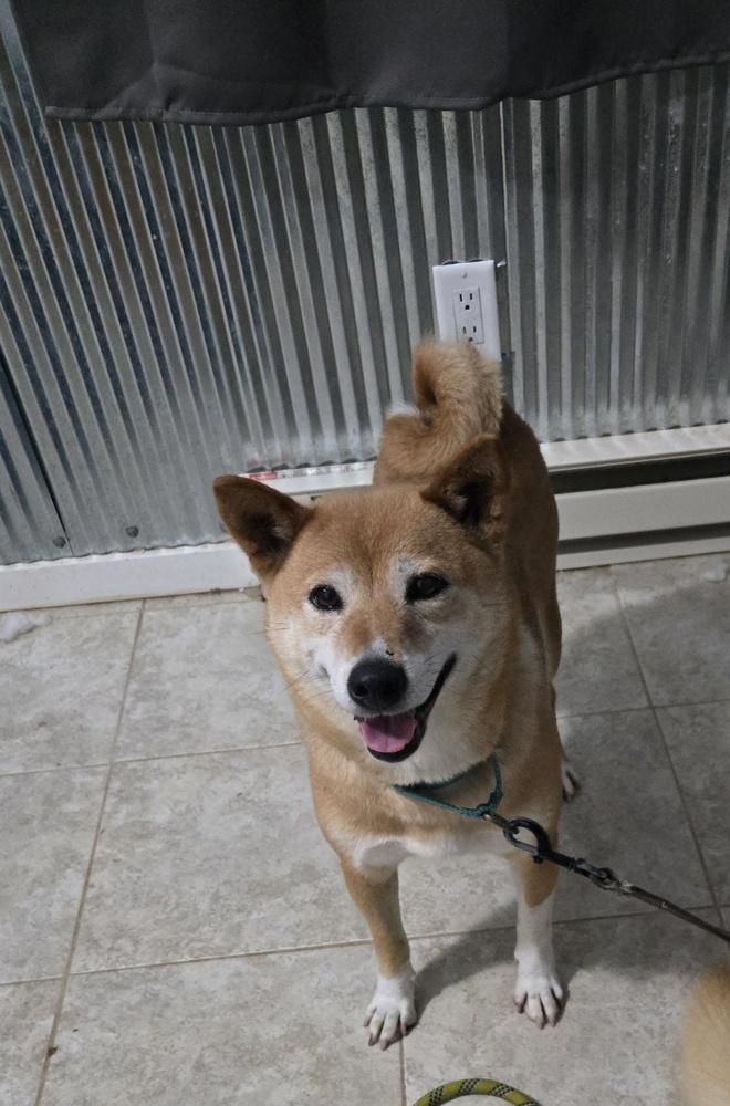 Cindy Ferndale, Adoptable, Adult Female Shiba Inu.