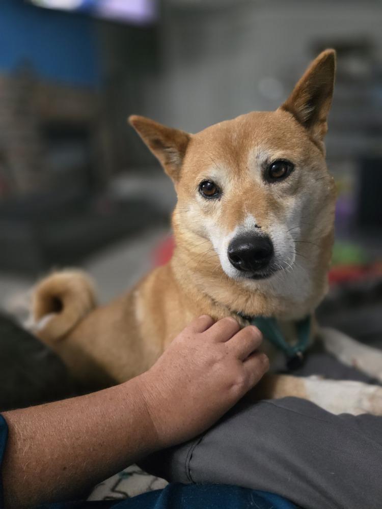 Enlarge Cindy Ferndale, a Adoptable Shiba Inu in Waunakee, WI image 2/5