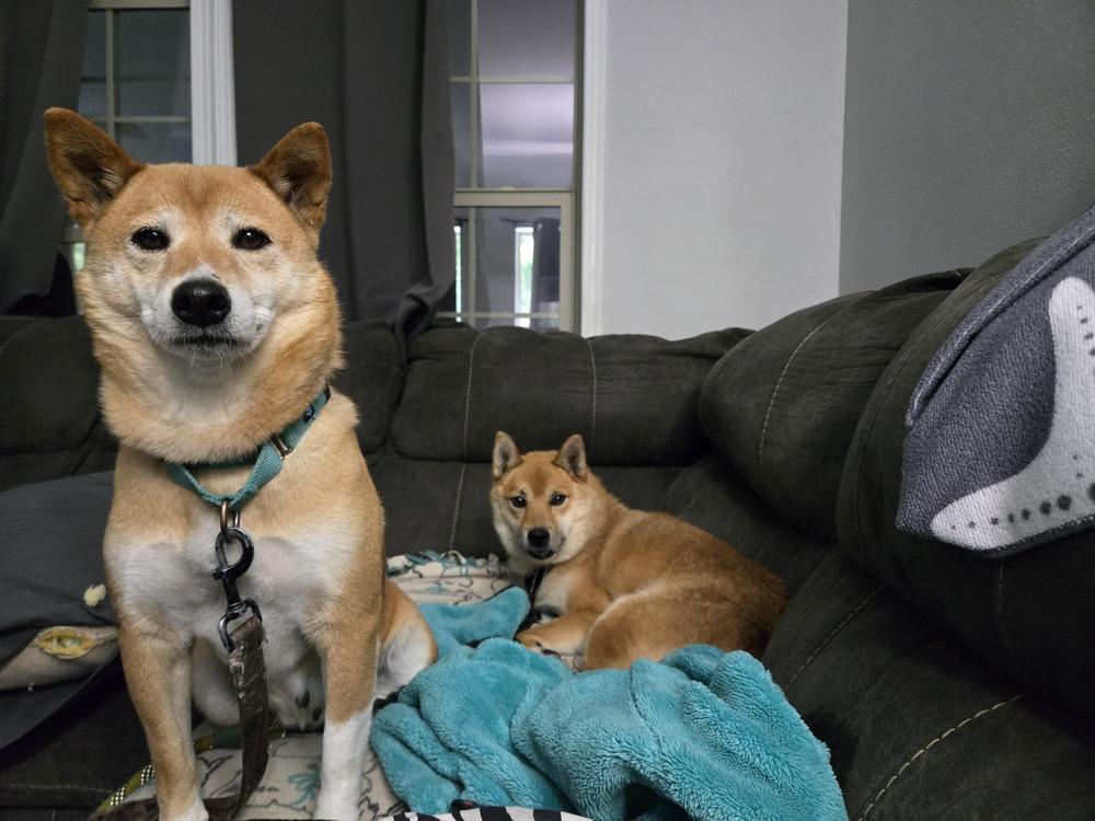 Enlarge Cindy Ferndale, a Adoptable Shiba Inu in Waunakee, WI image 3/5