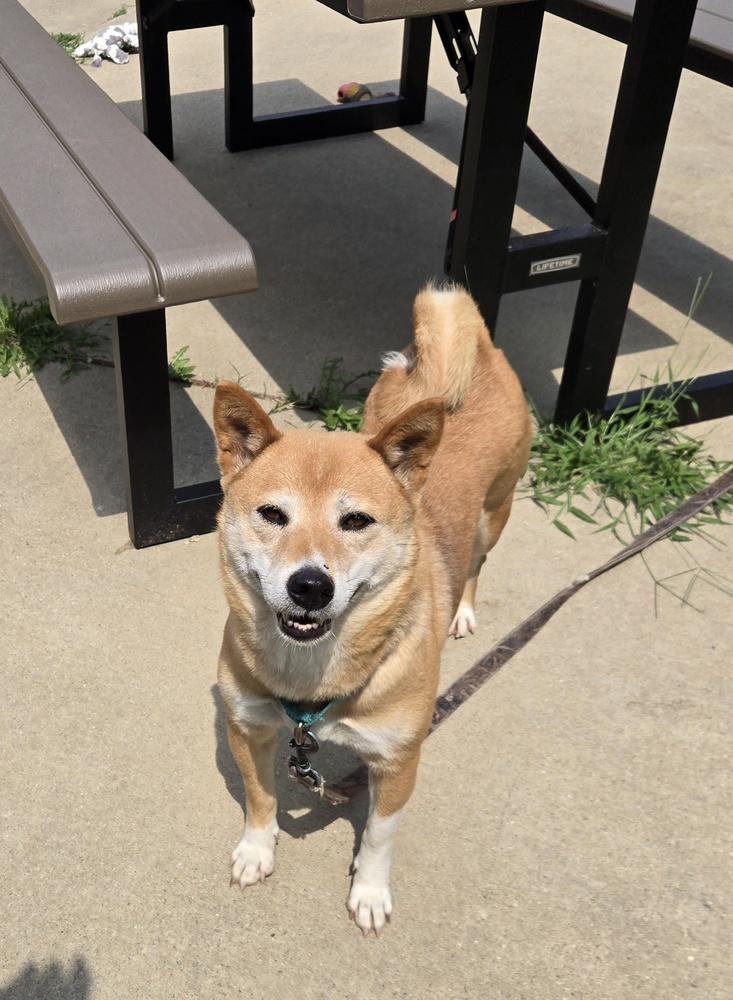 Enlarge Cindy Ferndale, a Adoptable Shiba Inu in Waunakee, WI image 4/5