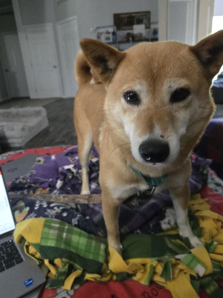 Enlarge Cindy Ferndale, a Adoptable Shiba Inu in Waunakee, WI image 5/5