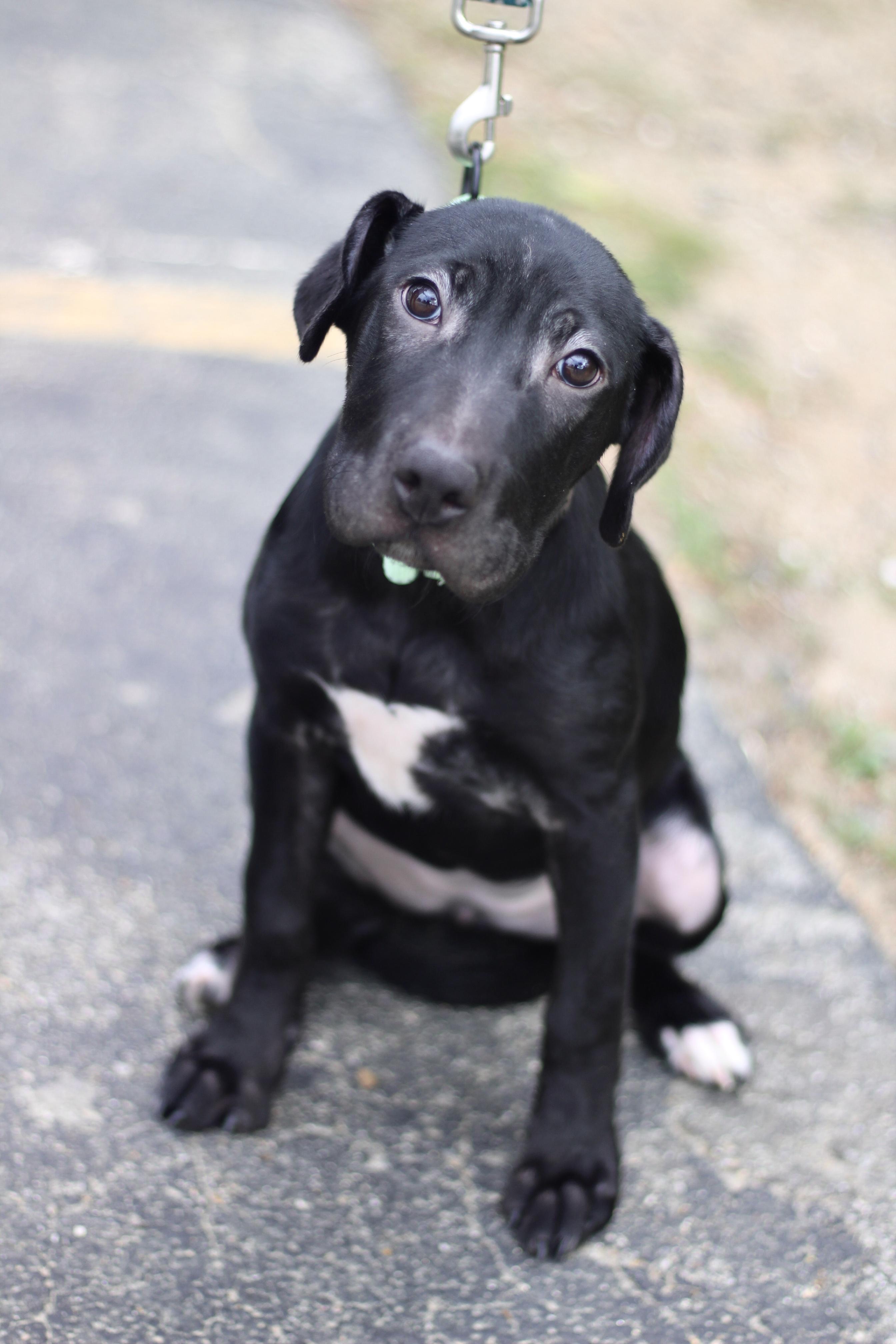 Latte in NH. Come Meet our Adoptable Dogs Wednesday-Saturday. More info in Bio, an adopted mixed breed in Manchester, NH image 3/3