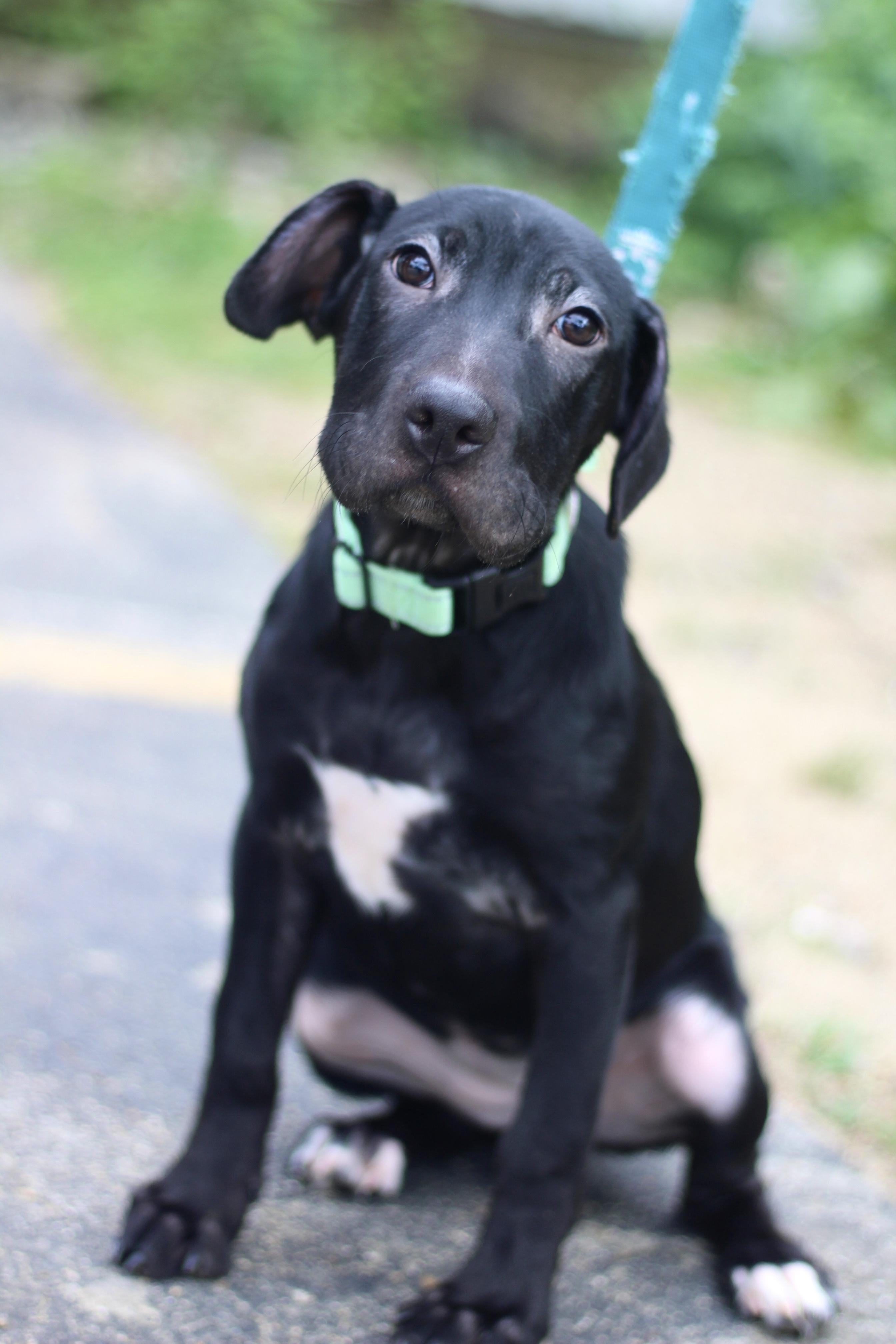 Latte in NH. Come Meet our Adoptable Dogs Wednesday-Saturday. More info in Bio, adopted, Puppy Female Shar-Pei.