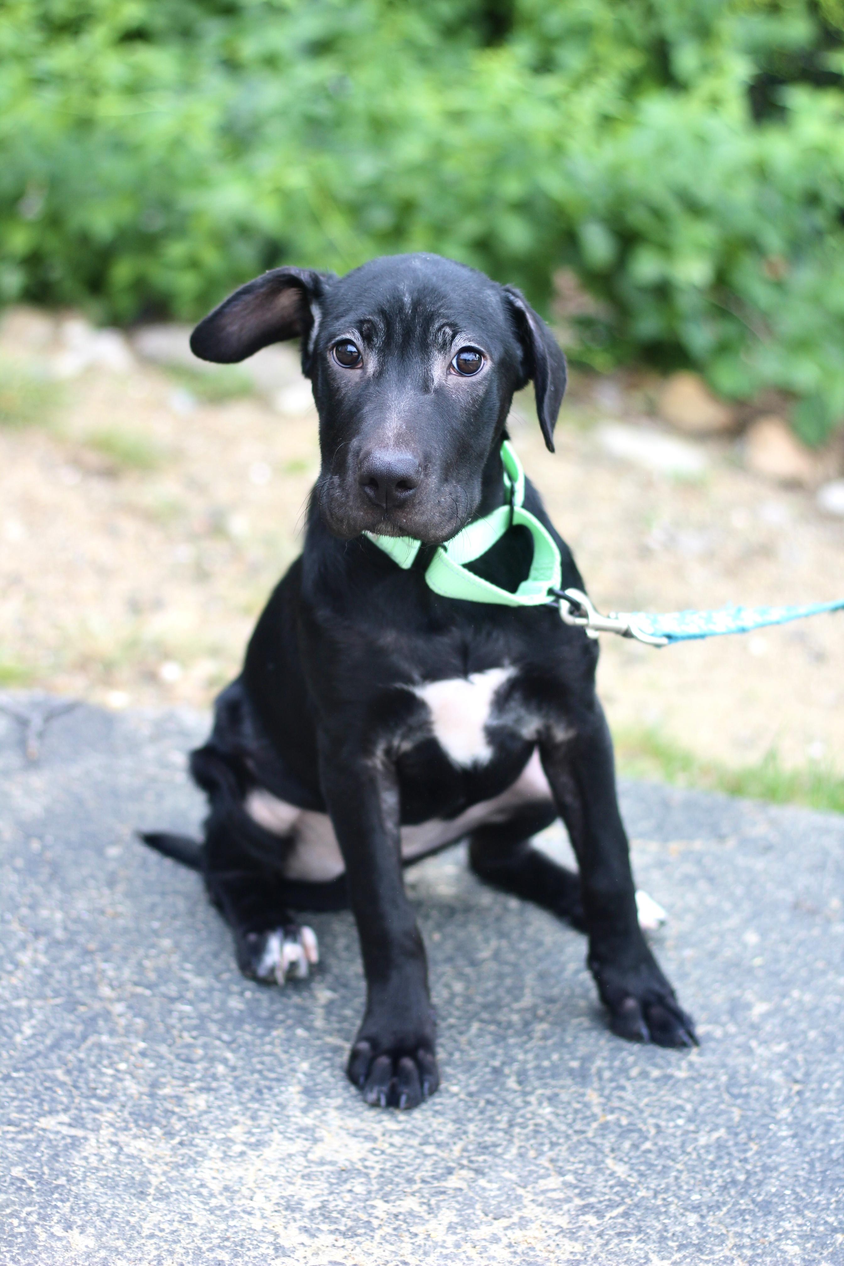 Latte in NH. Come Meet our Adoptable Dogs Wednesday-Saturday. More info in Bio, an adopted mixed breed in Manchester, NH image 2/3
