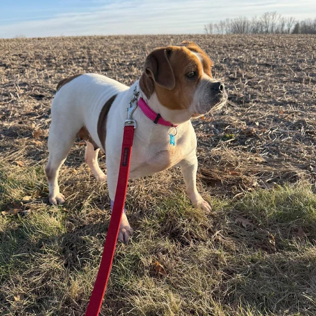 Enlarge Peggy, a Adoptable mixed breed in St. Charles, IL image 1/5