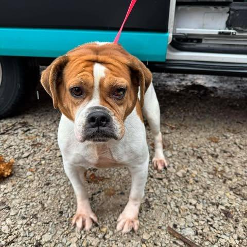 Enlarge Peggy, a Adoptable mixed breed in St. Charles, IL image 2/5