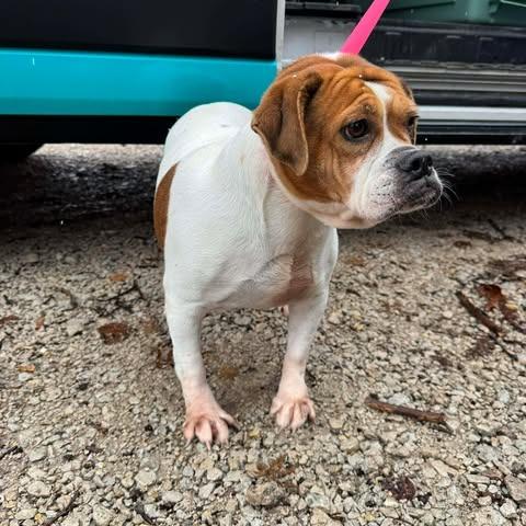 Enlarge Peggy, a Adoptable mixed breed in St. Charles, IL image 3/5