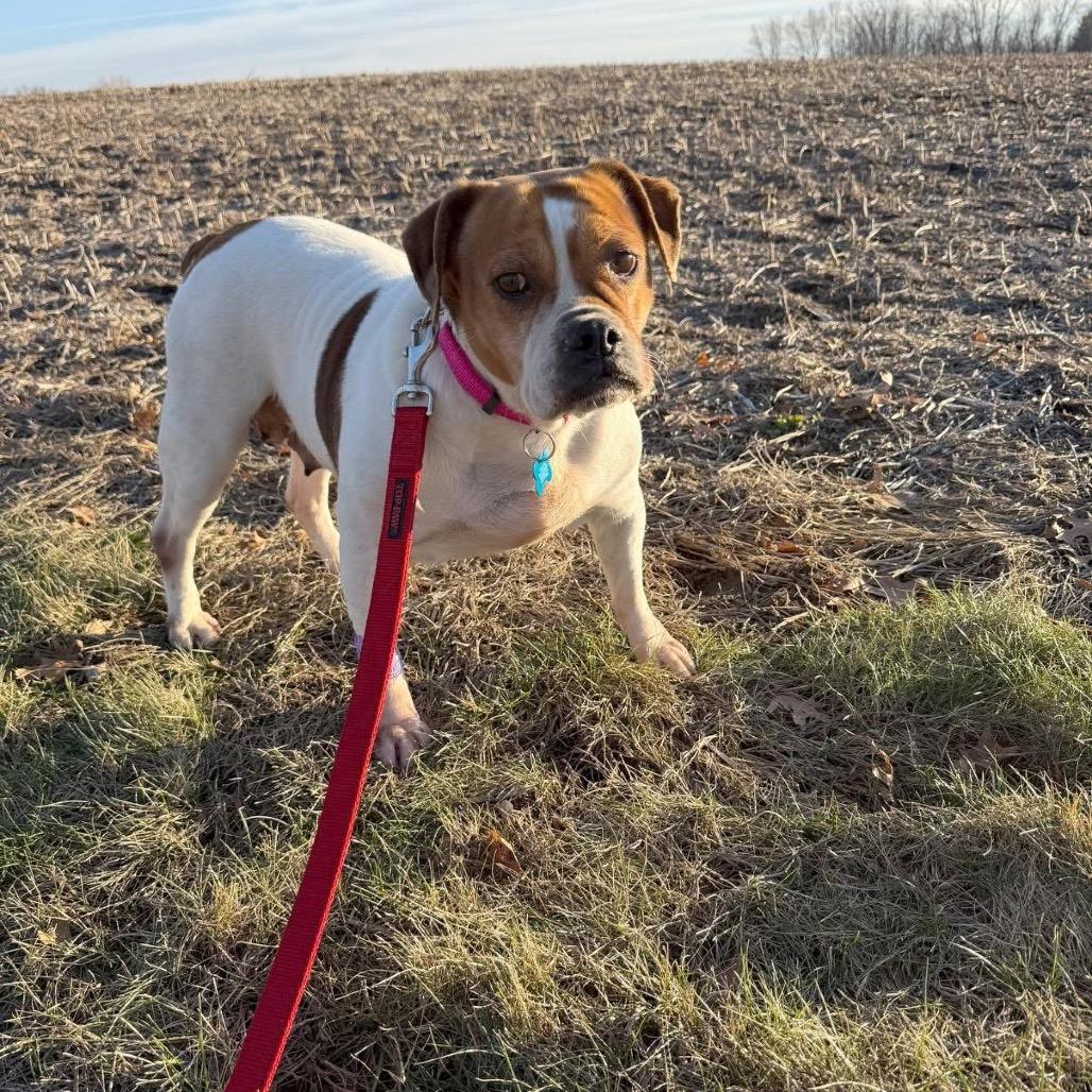 Enlarge Peggy, a Adoptable mixed breed in St. Charles, IL image 4/5