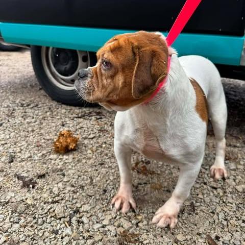 Enlarge Peggy, a Adoptable mixed breed in St. Charles, IL image 5/5