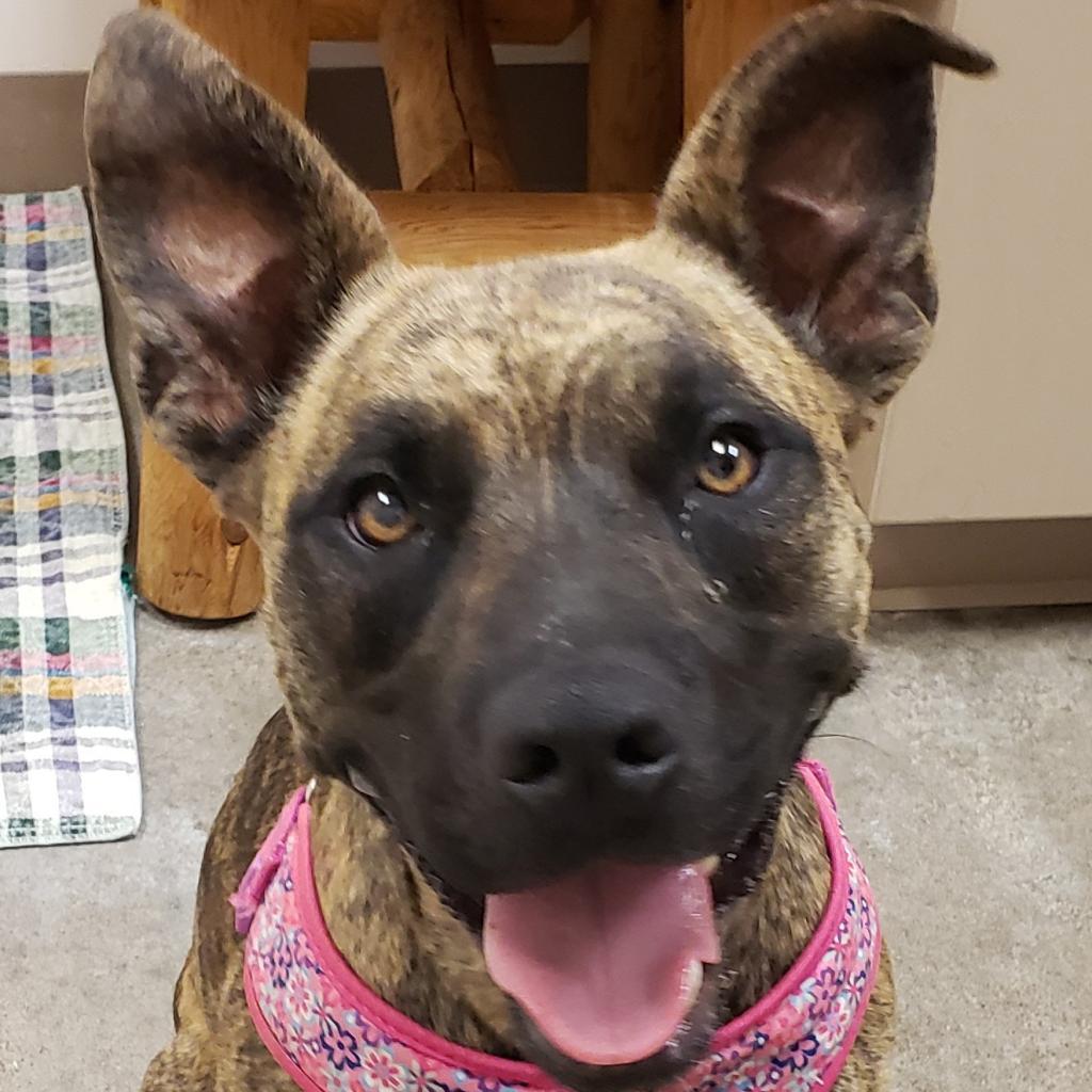 Lilo, Adoptable, Adult Female Black Mouth Cur & Terrier.