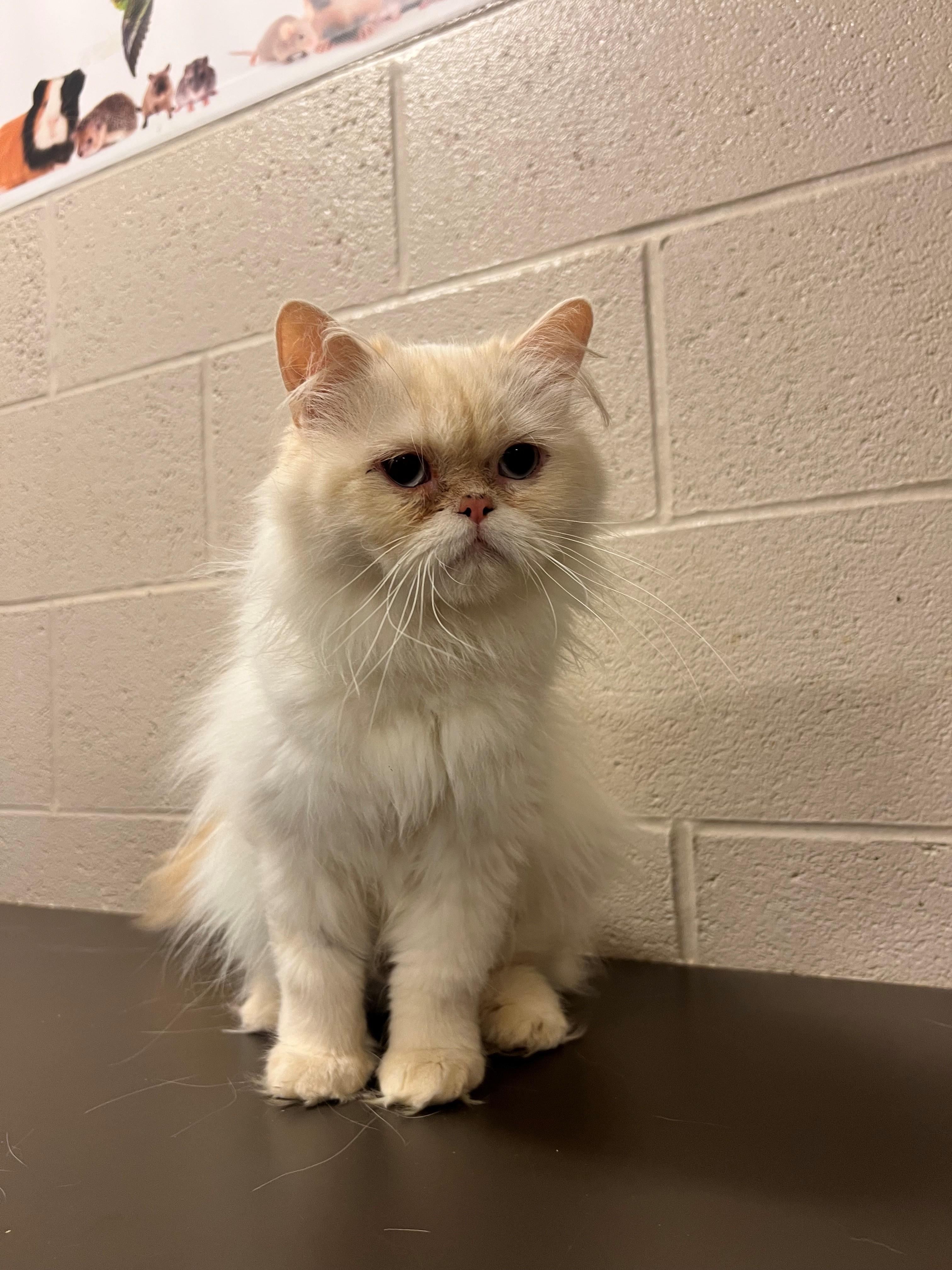Catniss CS-138/26, adopted, Adult Female Ragdoll.