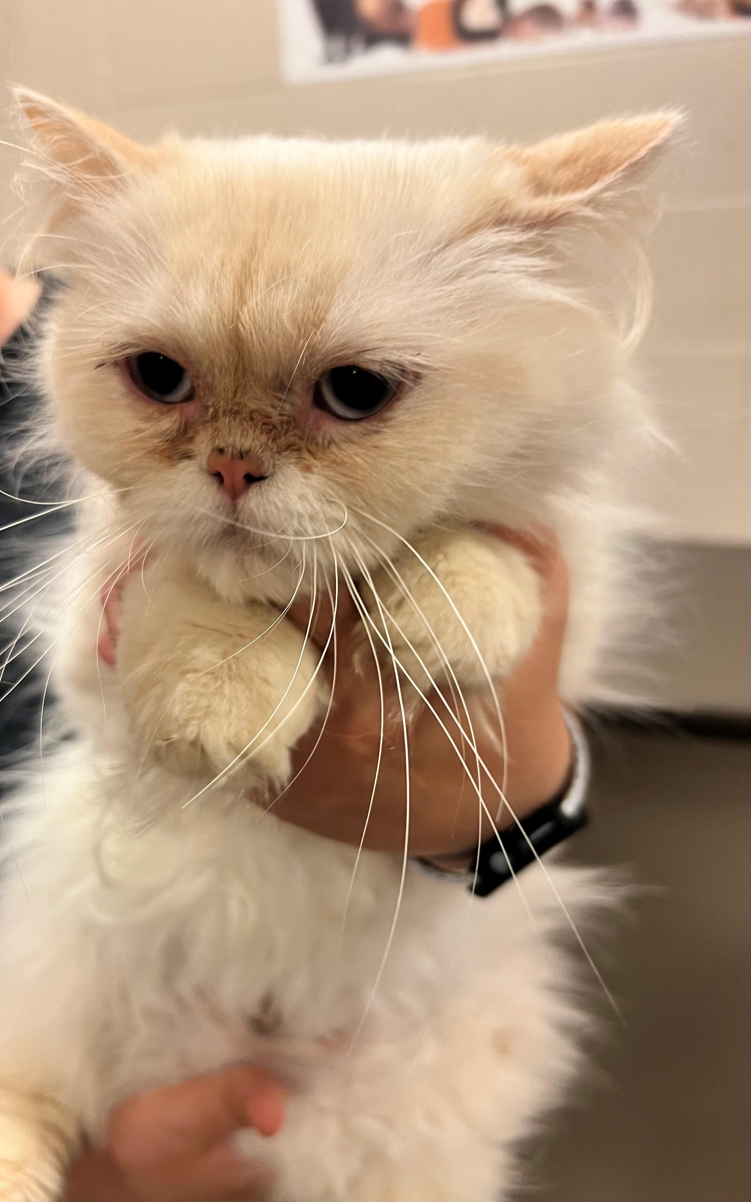 Enlarge Catniss CS-138/26, an adopted Ragdoll in Burlington, ON image 2/2