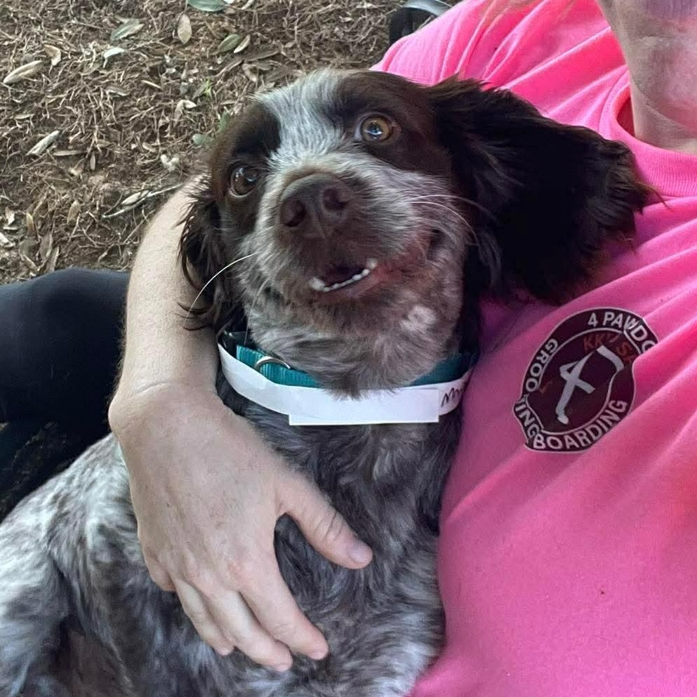 Enlarge Bo, a Adoptable mixed breed in Baltimore, MD image 2/6