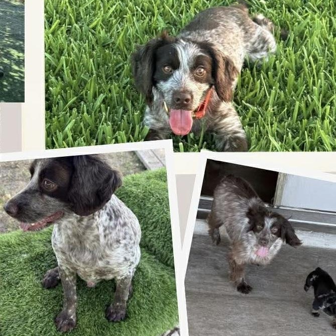 Enlarge Bo, a Adoptable mixed breed in Baltimore, MD image 5/6