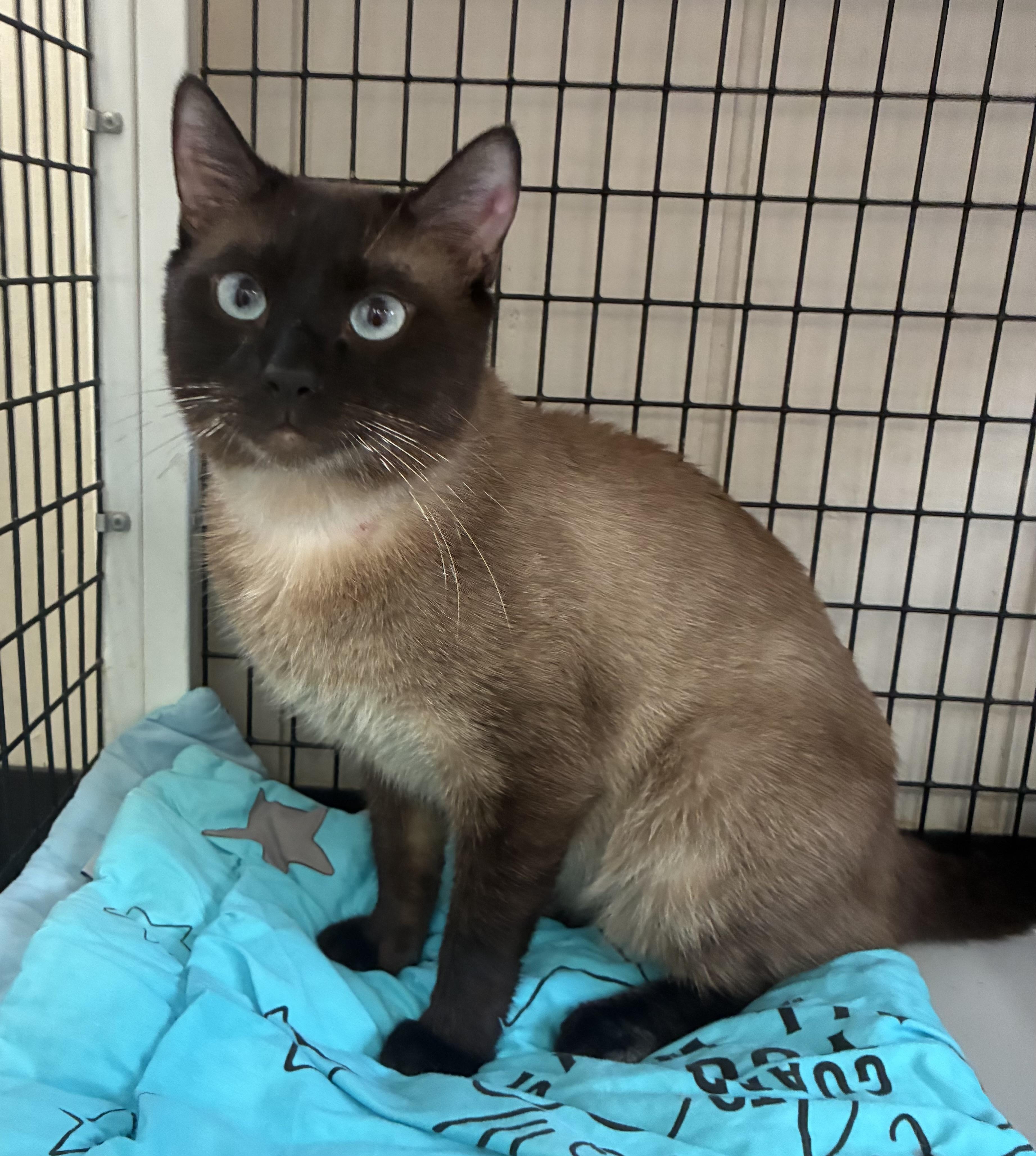 Enlarge Sealvester, an adopted Domestic Short Hair in Breinigsville, PA image 2/2