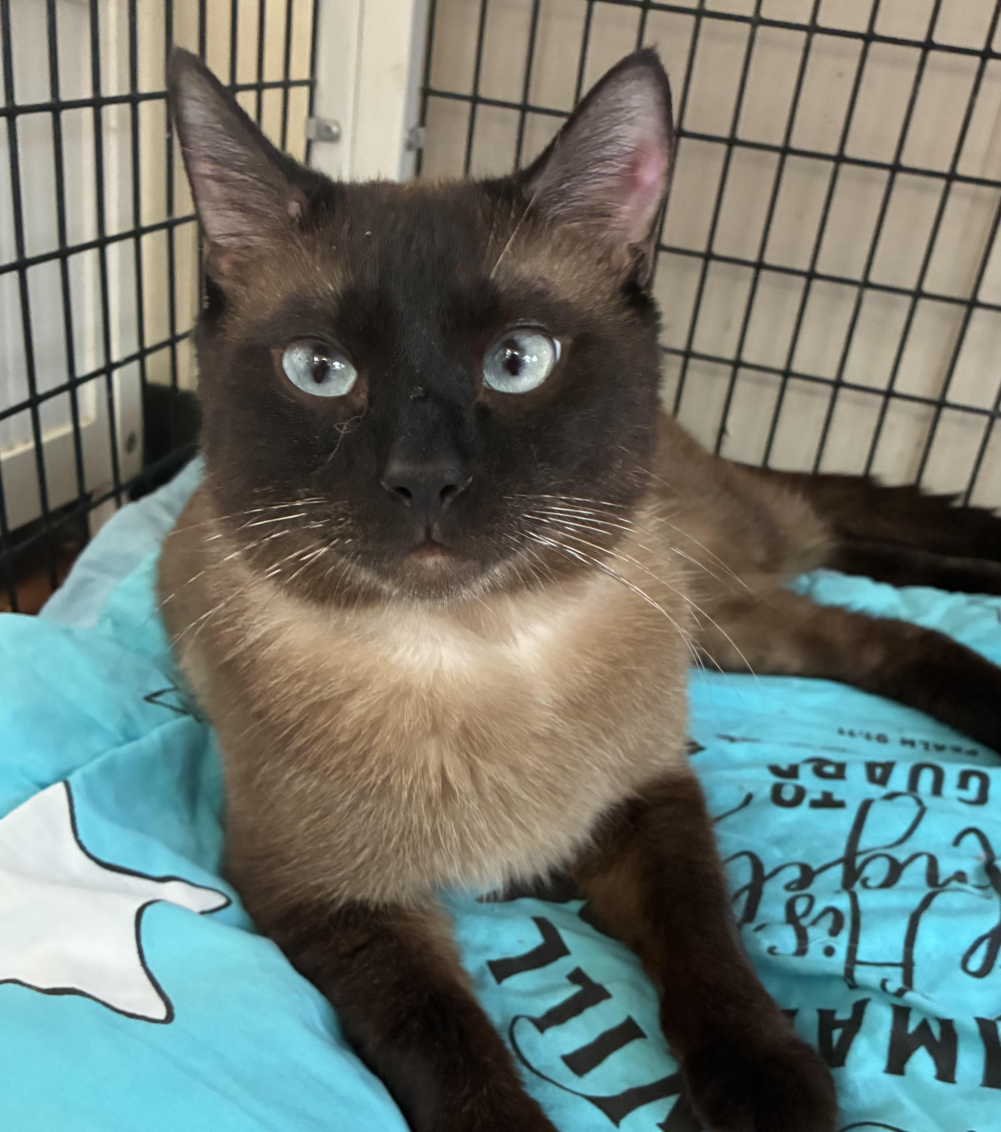 Enlarge Sealvester, an adopted Domestic Short Hair in Breinigsville, PA image 1/2