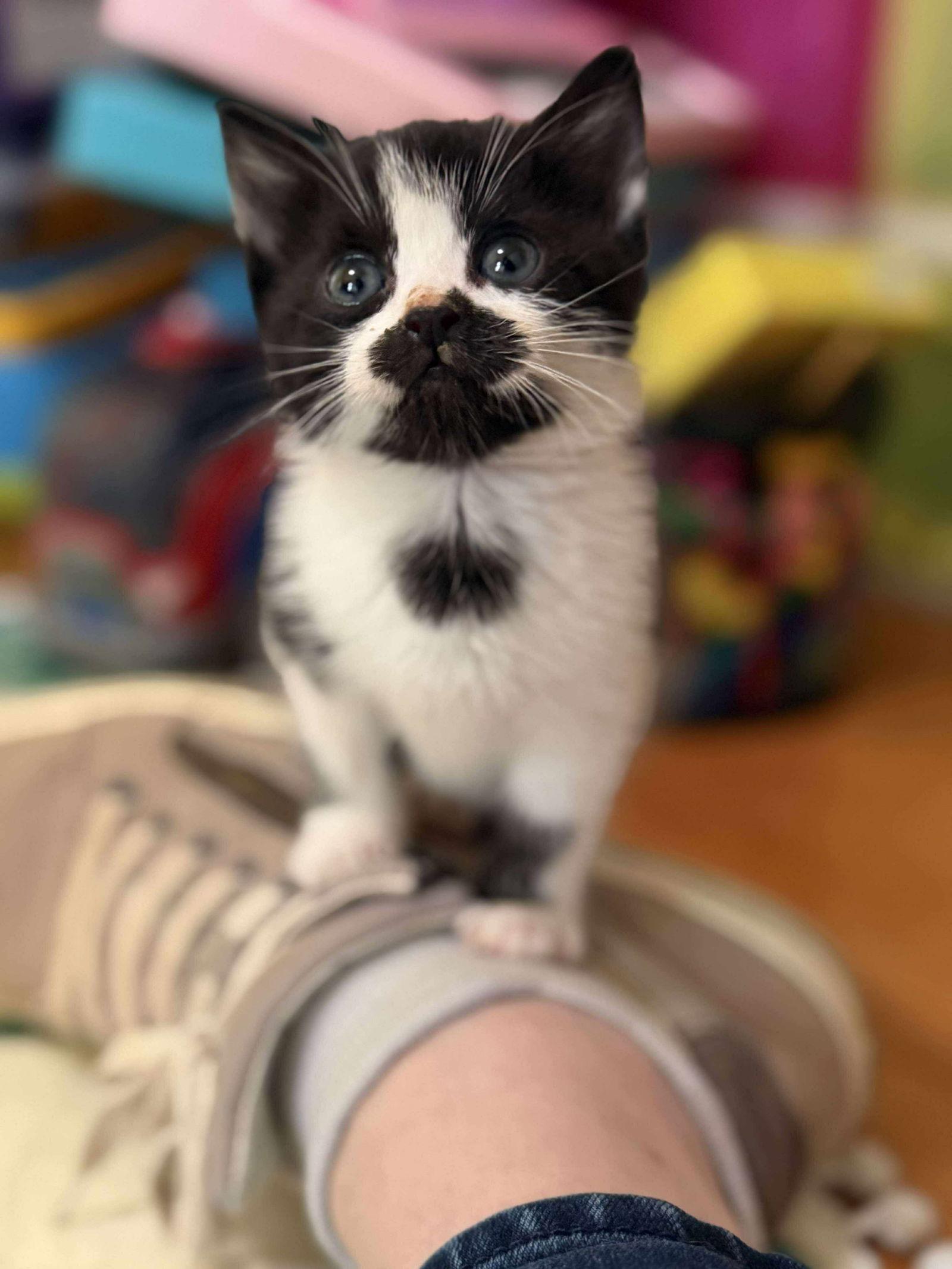 Aramis, Adoptable, Young Male Domestic Short Hair.