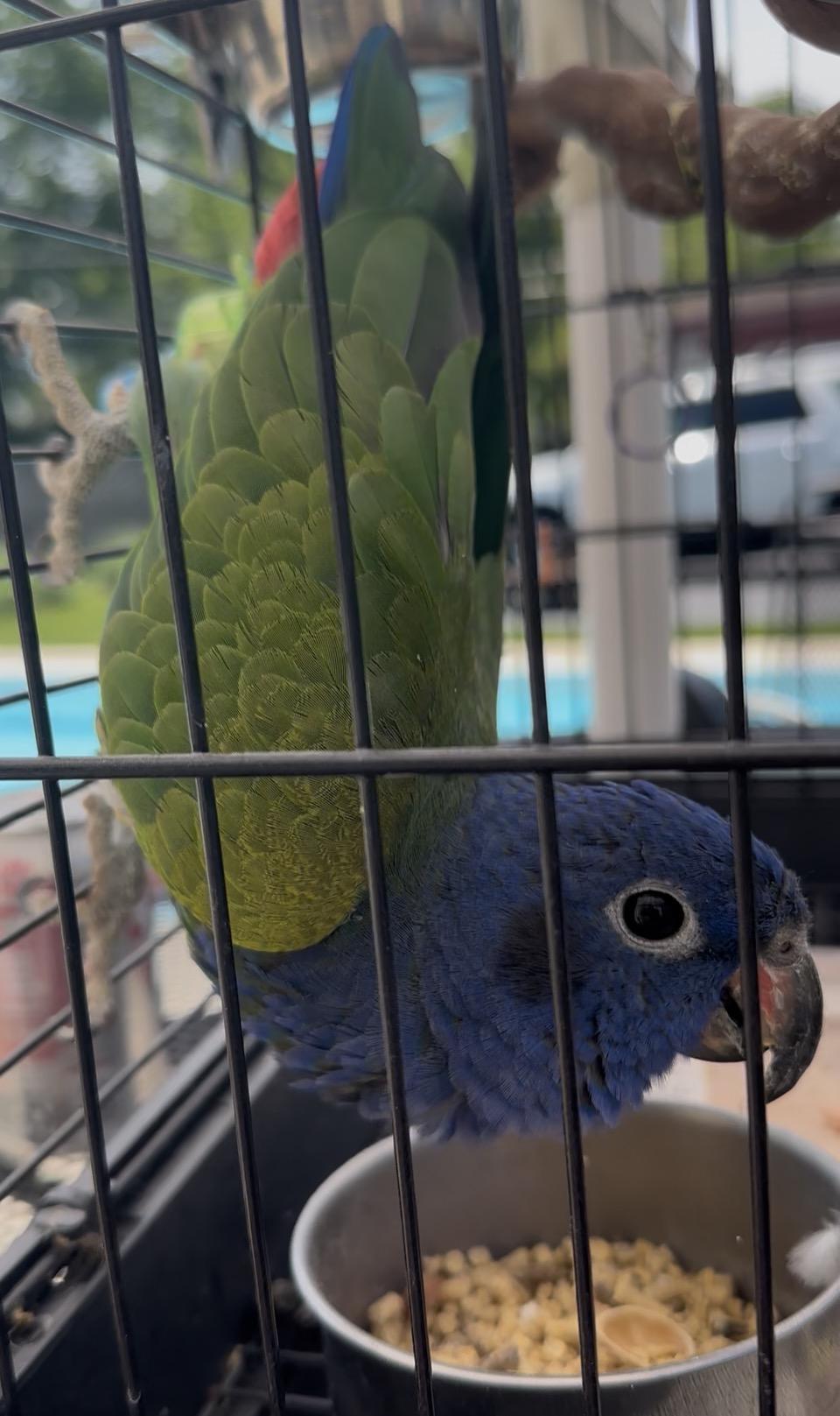 Enlarge Blue Headed Pionus, a Adoptable Pionus in Arlington Heights, IL image 5/6