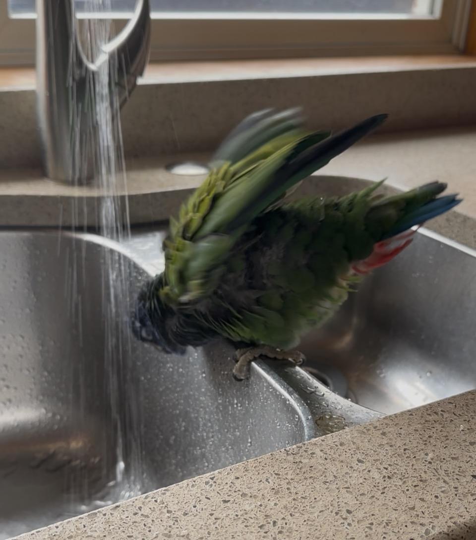 Enlarge Blue Headed Pionus, a Adoptable Pionus in Arlington Heights, IL image 3/6