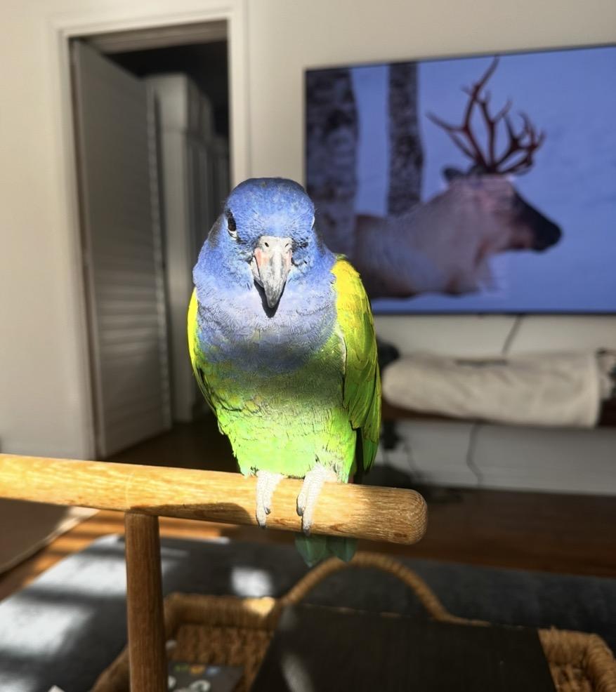 Enlarge Blue Headed Pionus, a Adoptable Pionus in Arlington Heights, IL image 2/6