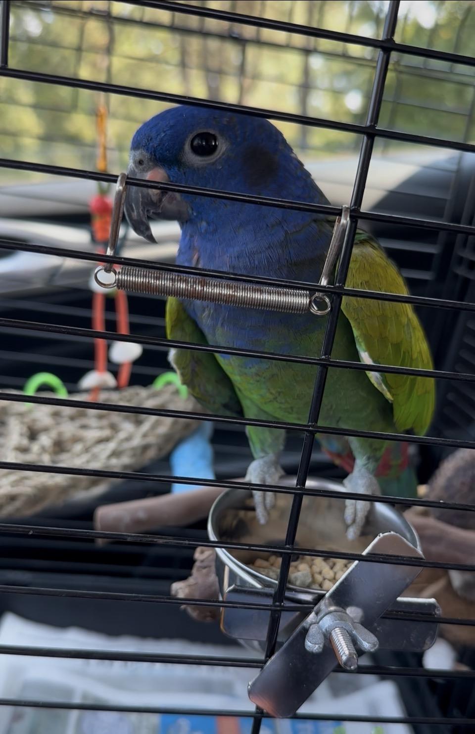 Blue Headed Pionus, Adoptable, Young Male Pionus.