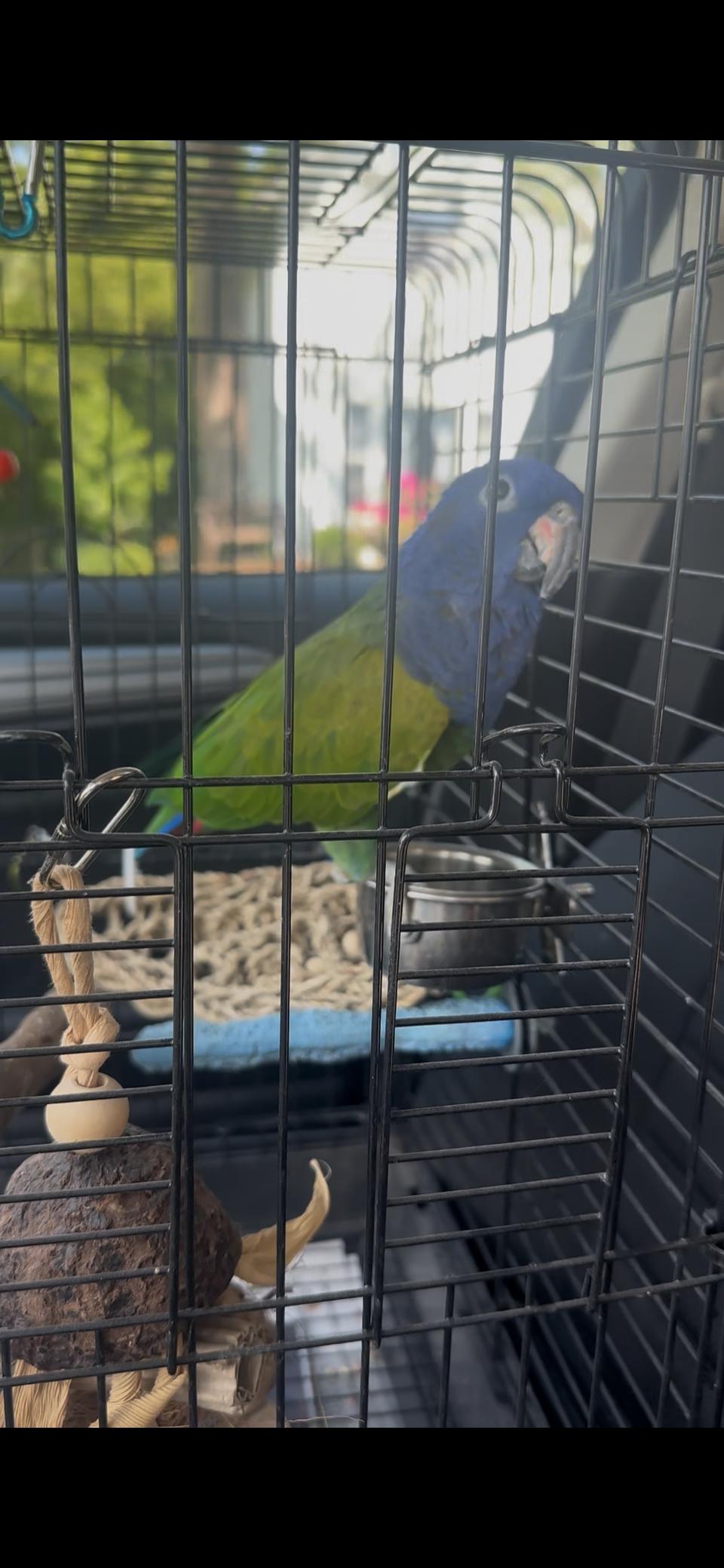 Enlarge Blue Headed Pionus, a Adoptable Pionus in Arlington Heights, IL image 4/6