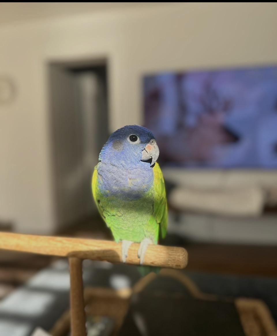 Enlarge Blue Headed Pionus, a Adoptable Pionus in Arlington Heights, IL image 6/6